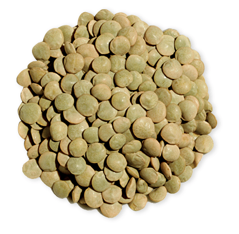 Lentille Verte 500 g