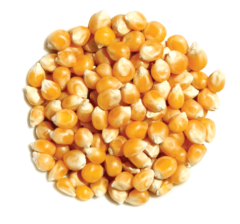 Maïs (750gr)